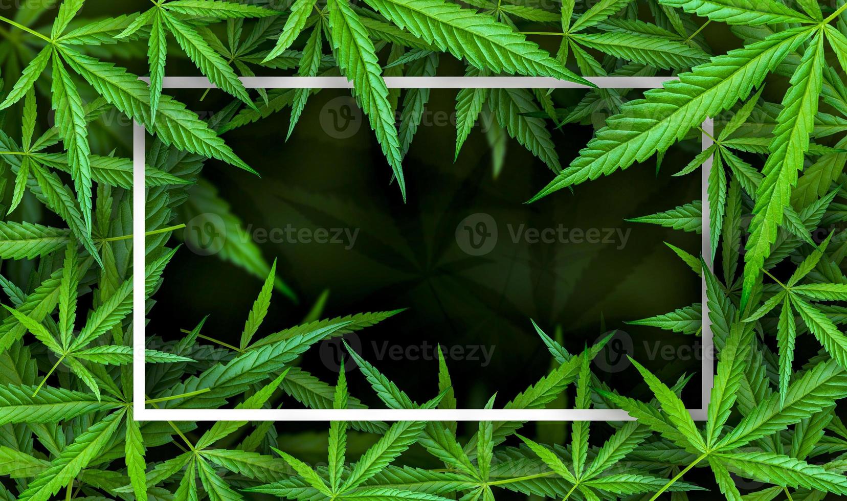 Marijuana leaf illustrations on cannabis Dark background photo