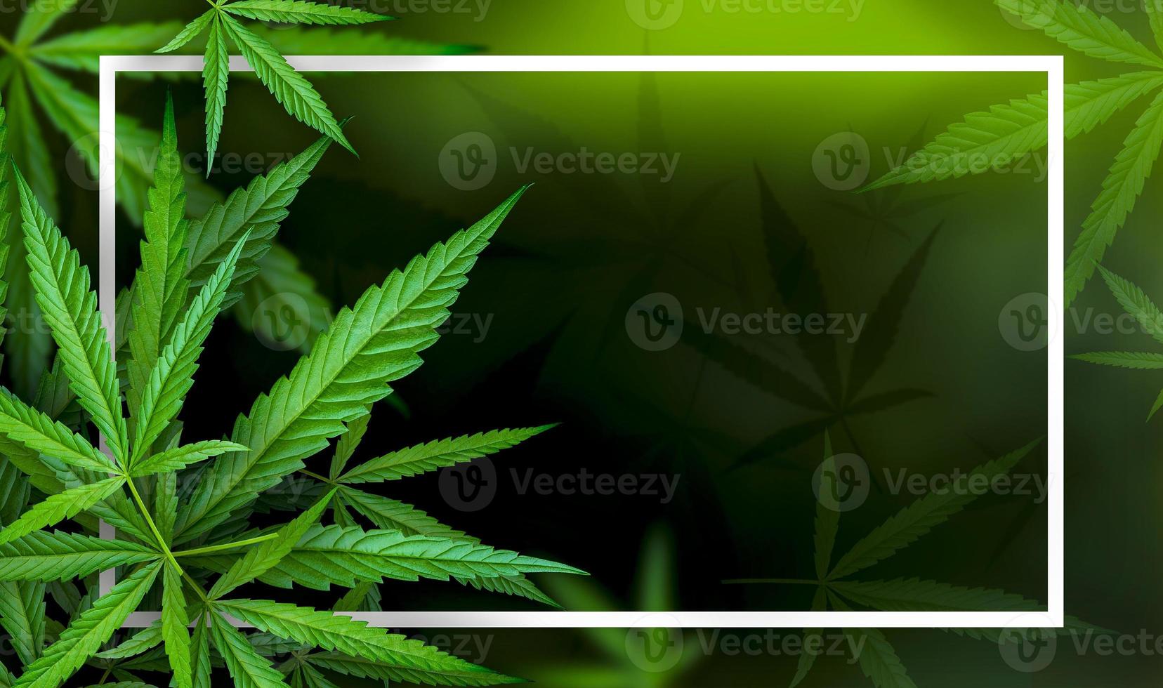 Marijuana leaf illustrations on cannabis Dark background photo