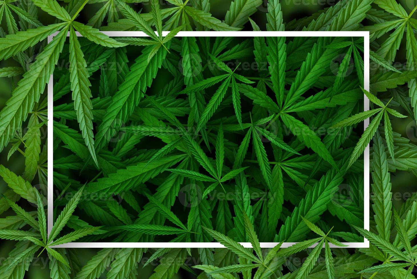 Marijuana leaf illustrations on cannabis Dark background photo