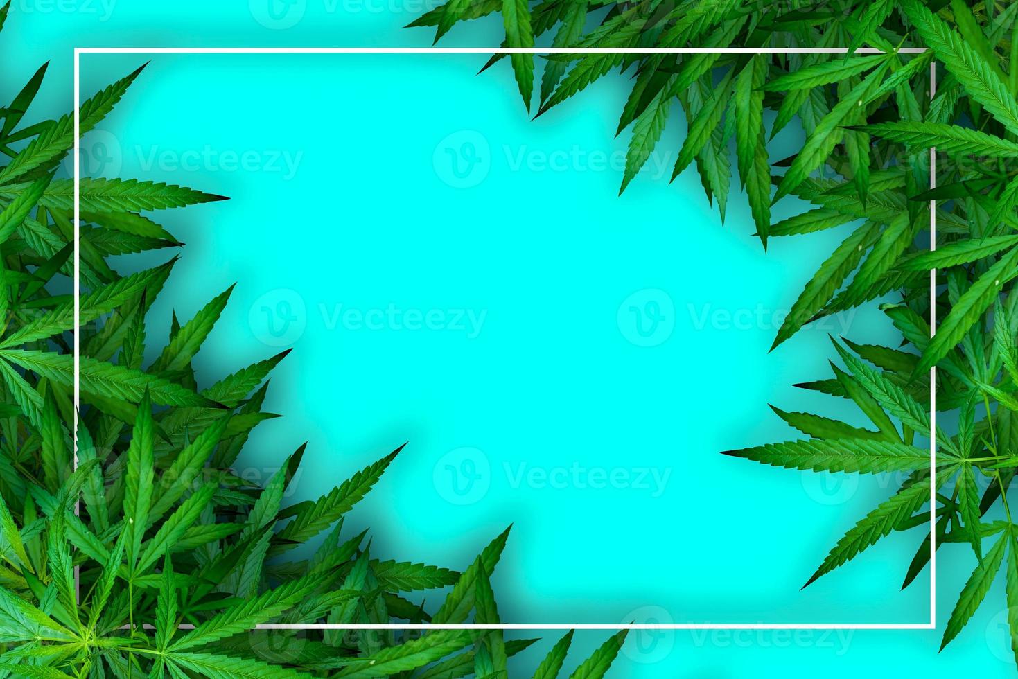Marijuana leaf illustrations on cannabis Dark background photo