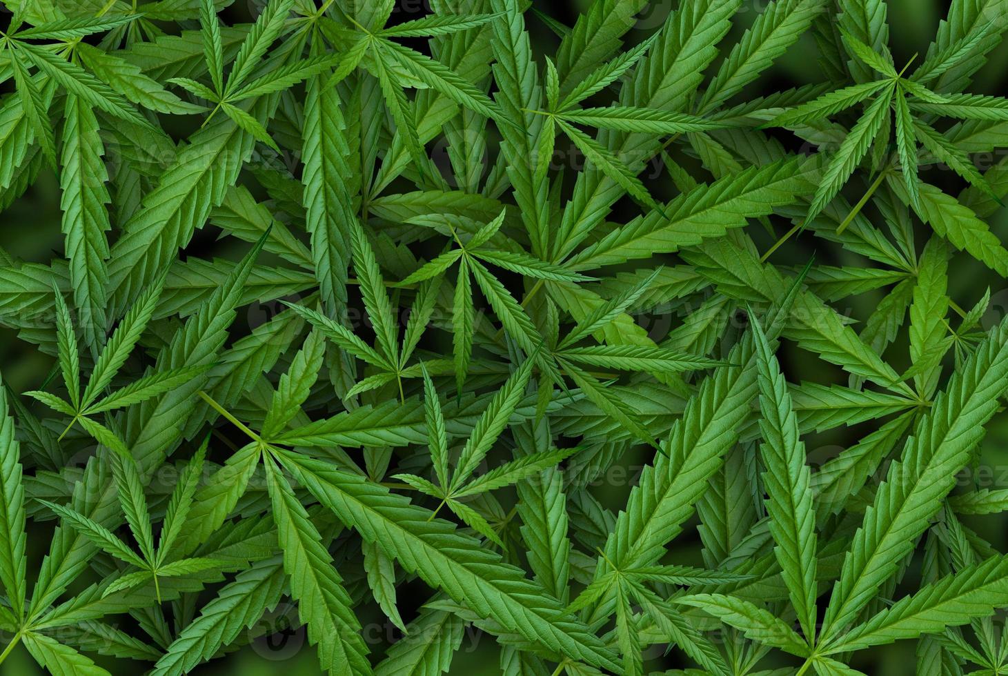 Marijuana leaf illustrations on cannabis Dark background photo