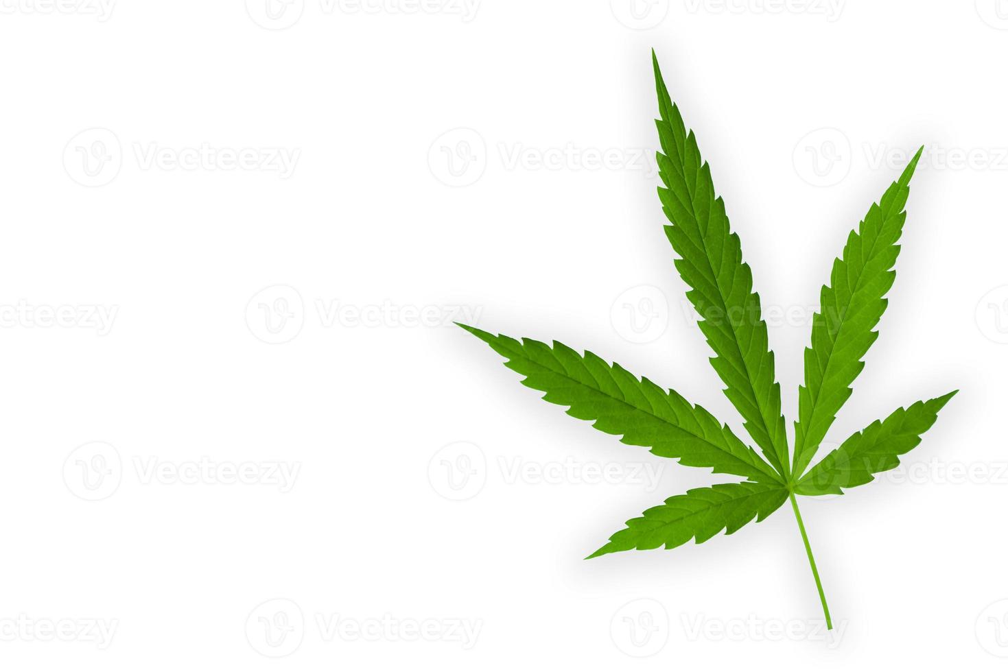 Marijuana leaf illustrations on cannabis Dark background photo