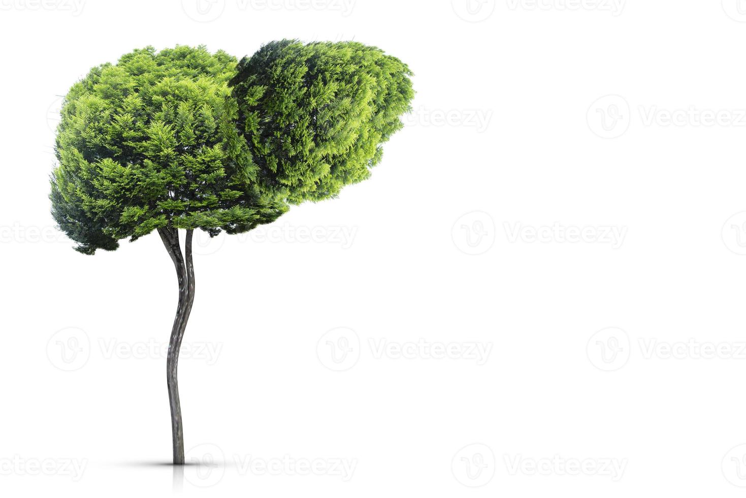 Illustration of a tree in the shape of a liver photo