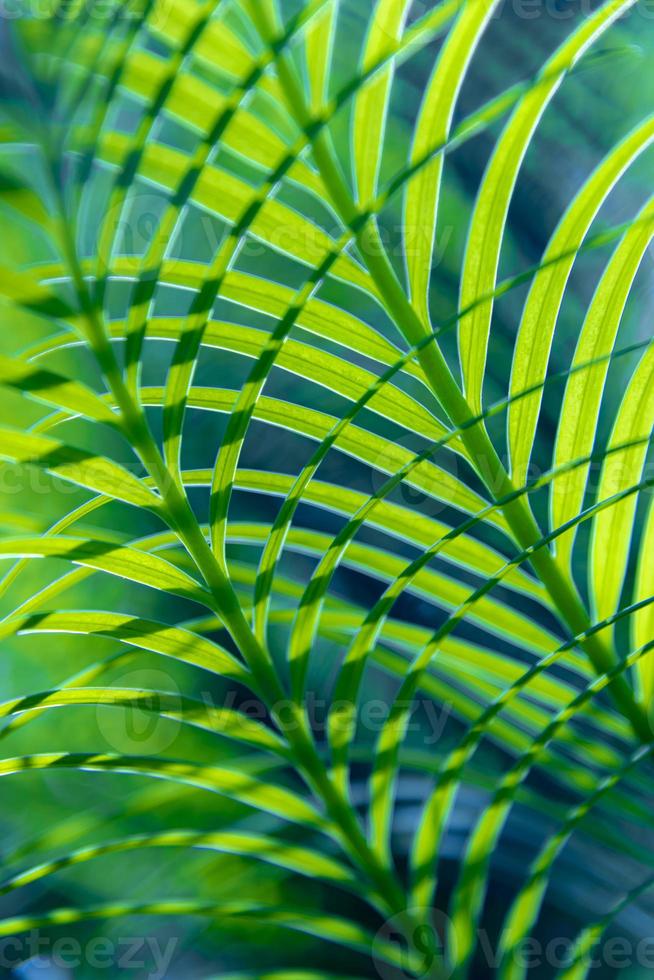 Abstract Beautiful tropical green foliage focuses only photo