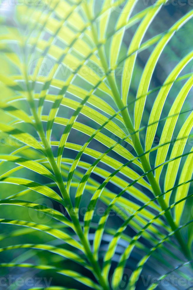 Abstract Beautiful tropical green foliage focuses only photo