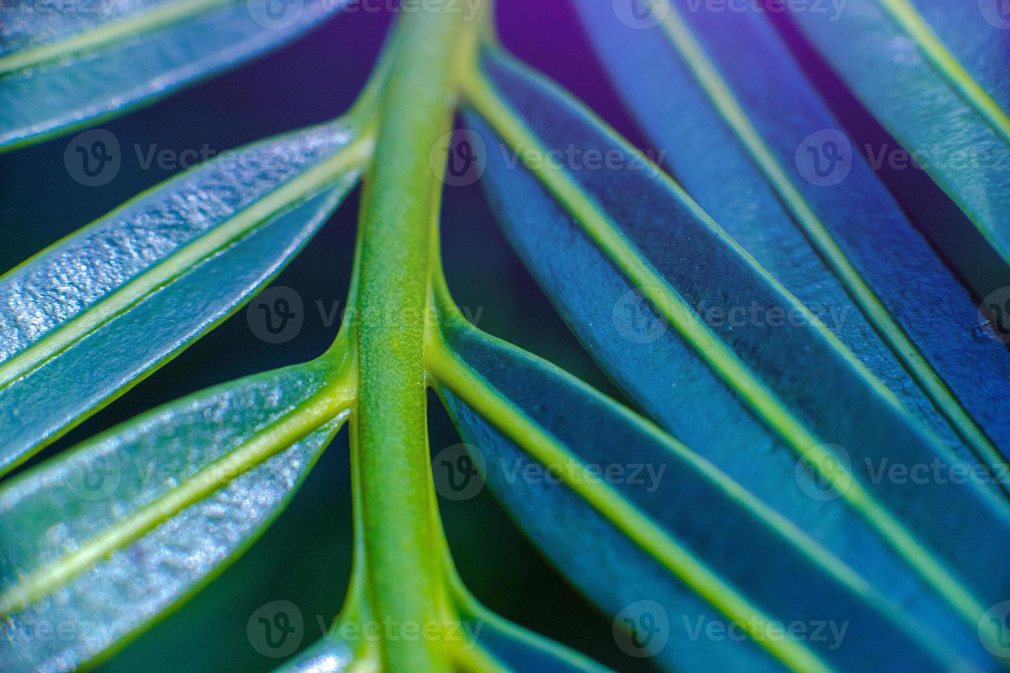 Resumen hermoso follaje verde tropical se enfoca solo foto