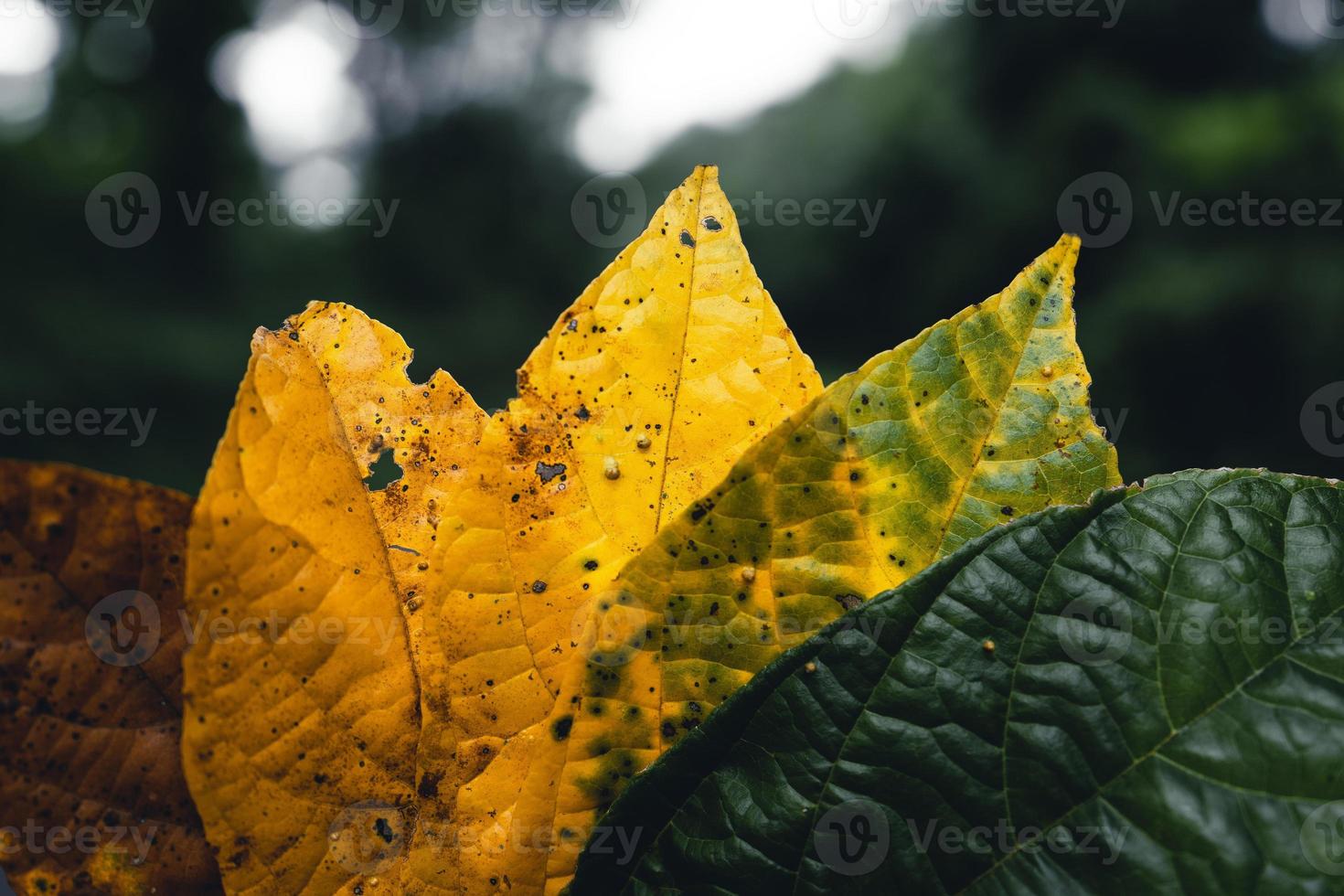 hoja de otoño en bosque verde, camino al bosque foto