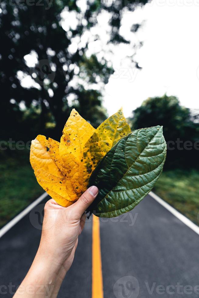 Autumn leaf in green forest, road to forest photo