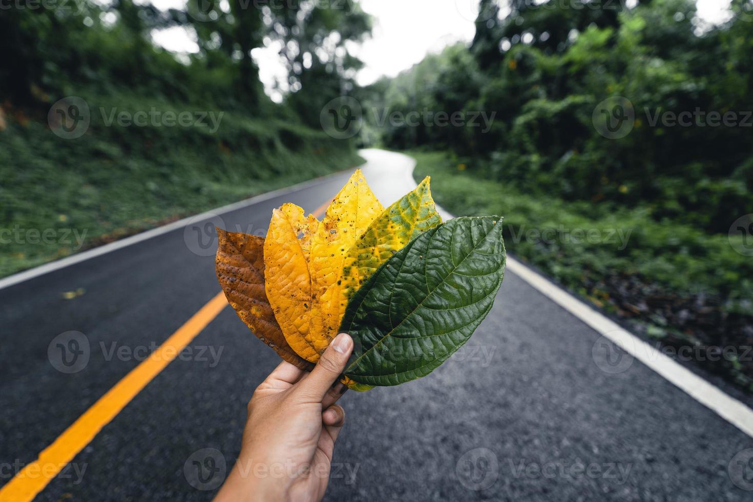 Autumn leaf in green forest, road to forest photo