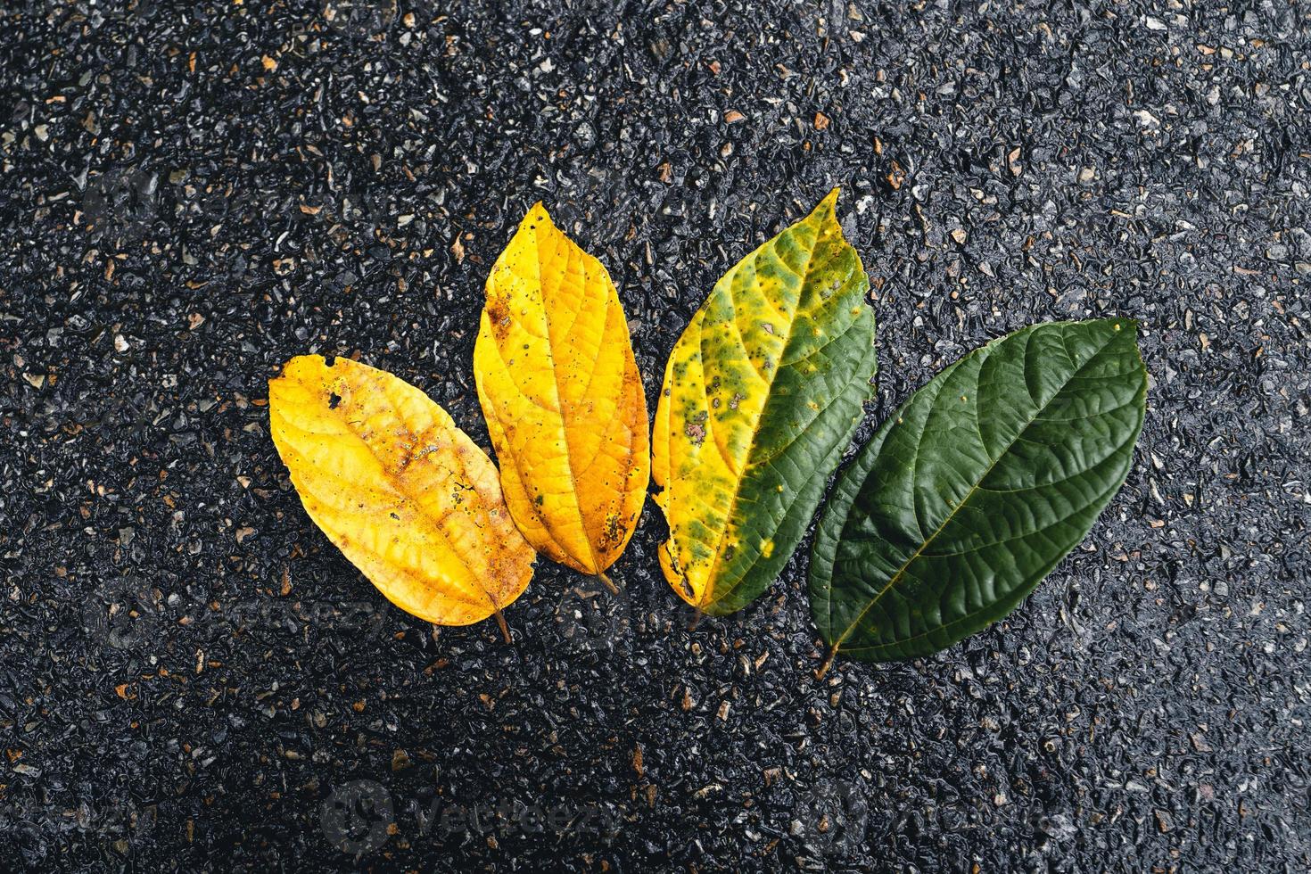 Autumn leaf in green forest, road to forest photo