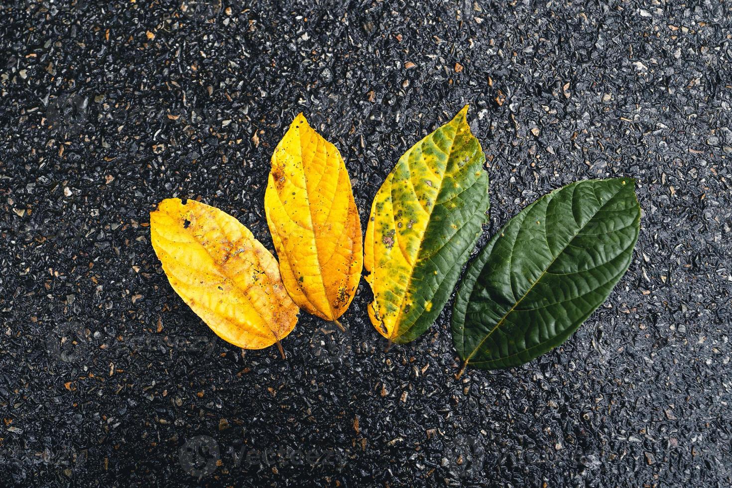 hoja de otoño en bosque verde, camino al bosque foto