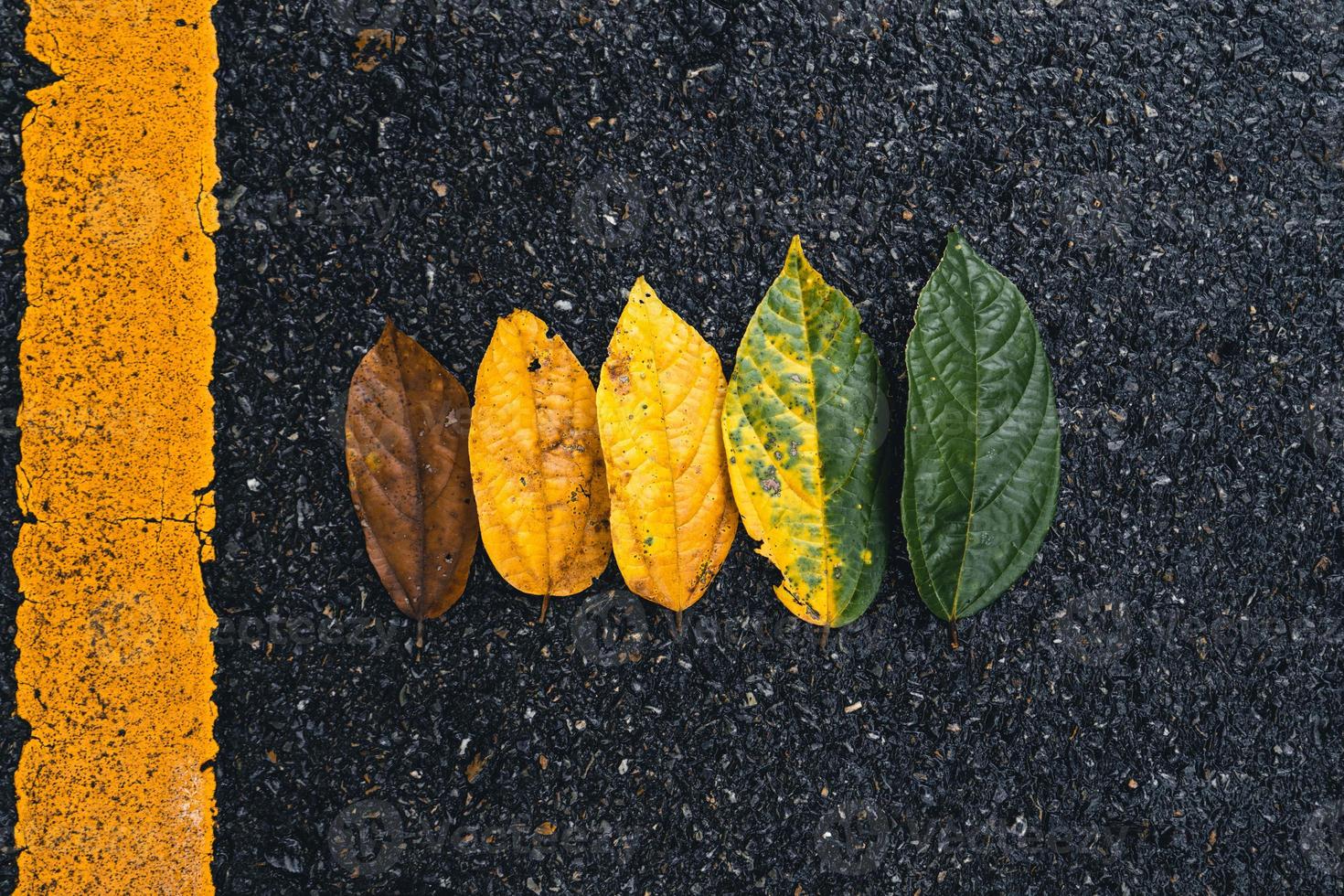 hoja de otoño en bosque verde, camino al bosque foto