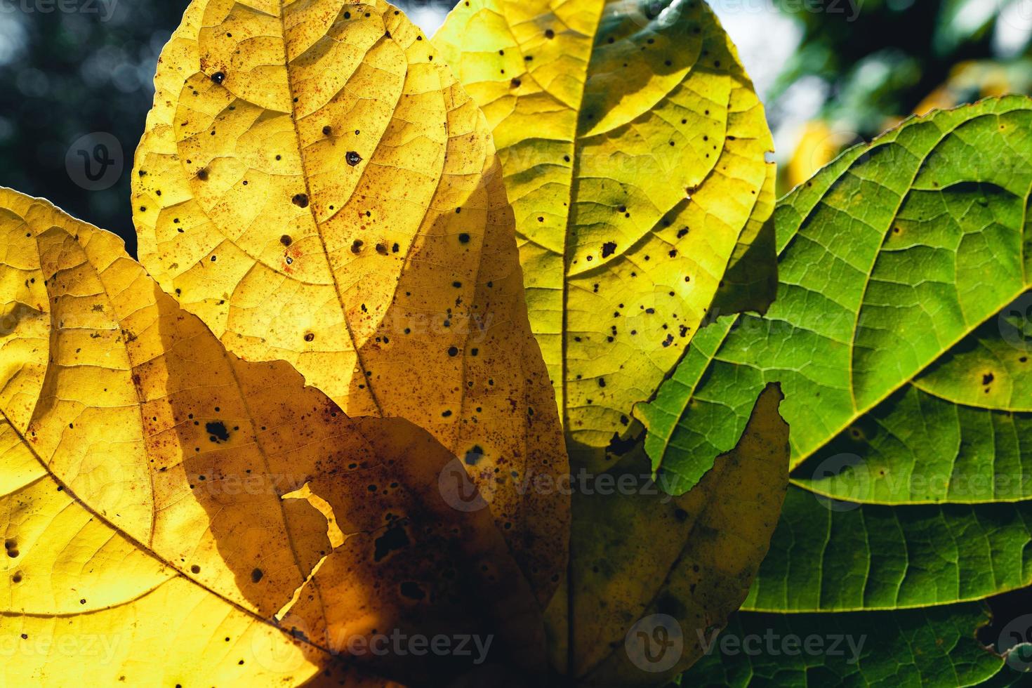 hoja de otoño en bosque verde, camino al bosque foto