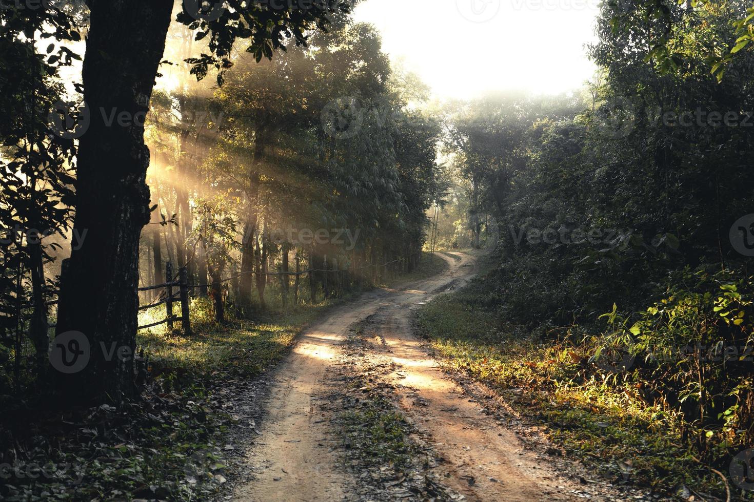 Camino brumoso en aldea rural por la mañana, camino forestal foto