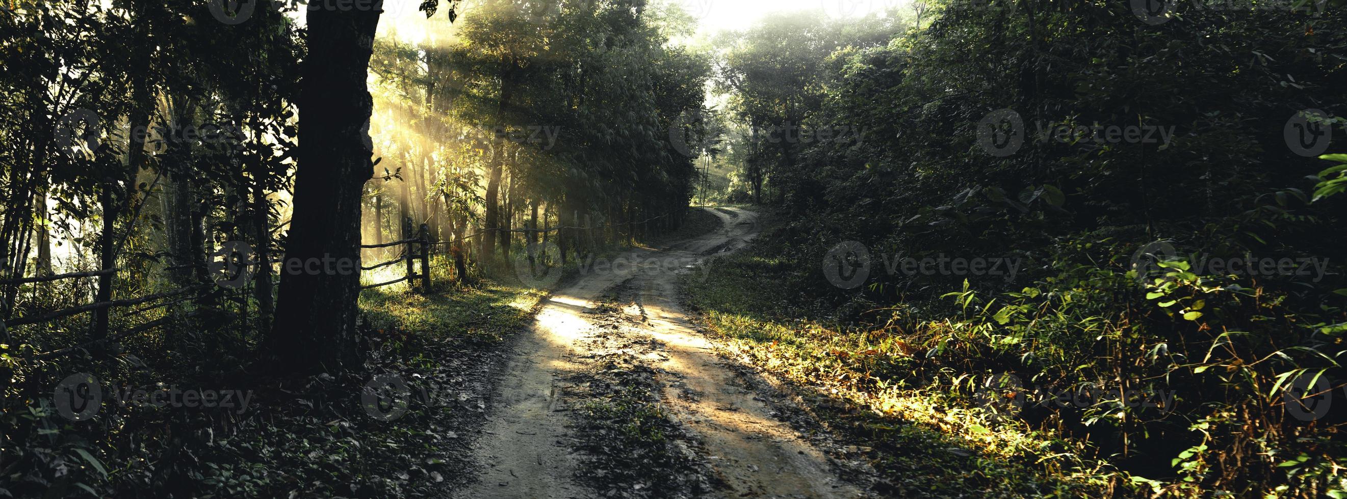 Foggy road in rural village in the morning, forest road photo