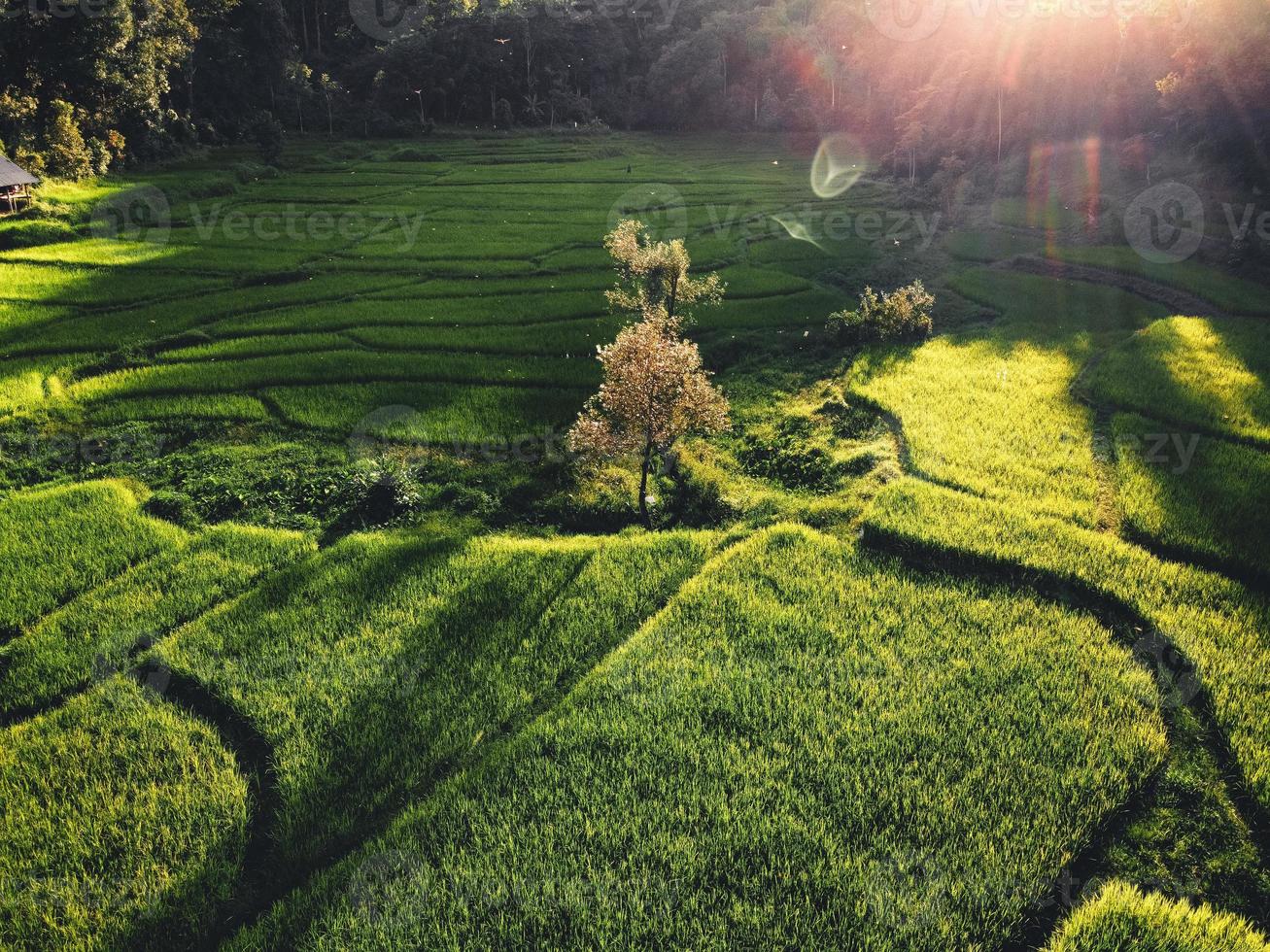 Paisaje de campo de arroz con cáscara en Asia, vista aérea foto