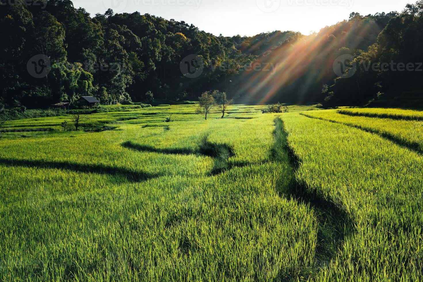 Paisaje de campo de arroz con cáscara en Asia, vista aérea foto