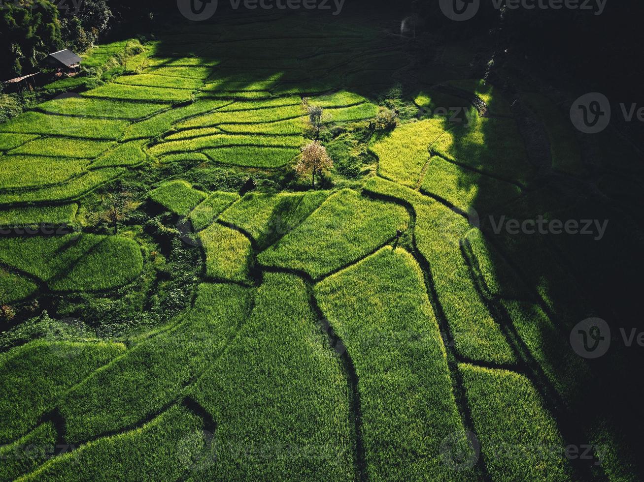Paisaje de campo de arroz con cáscara en Asia, vista aérea foto
