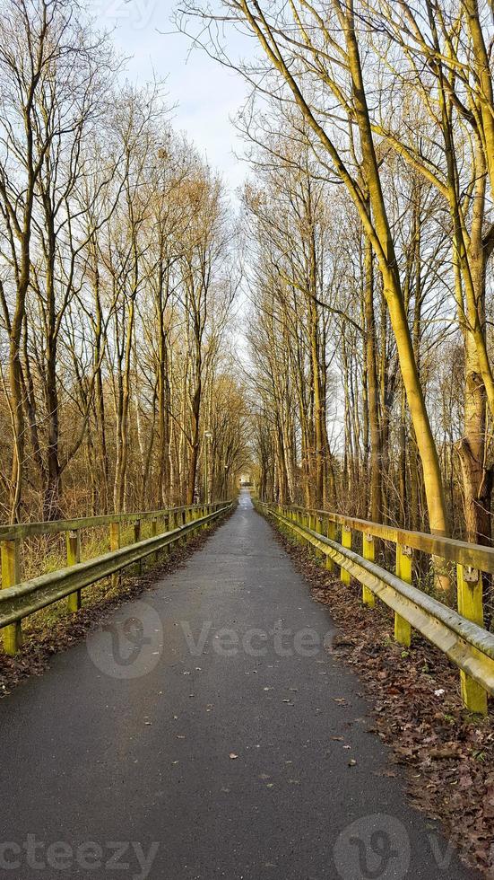 Yellow trees. Sunset in the forest. Sun rays between trees. photo