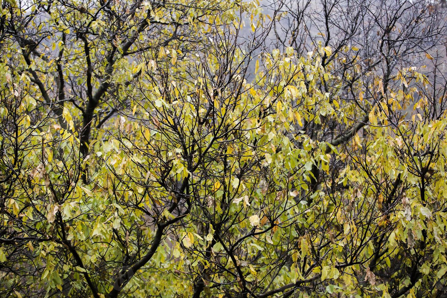 Gotas de agua sobre los palos de los árboles en la temporada de otoño.  primer plano, poca profundidad de campo 3358193 Foto de stock en Vecteezy