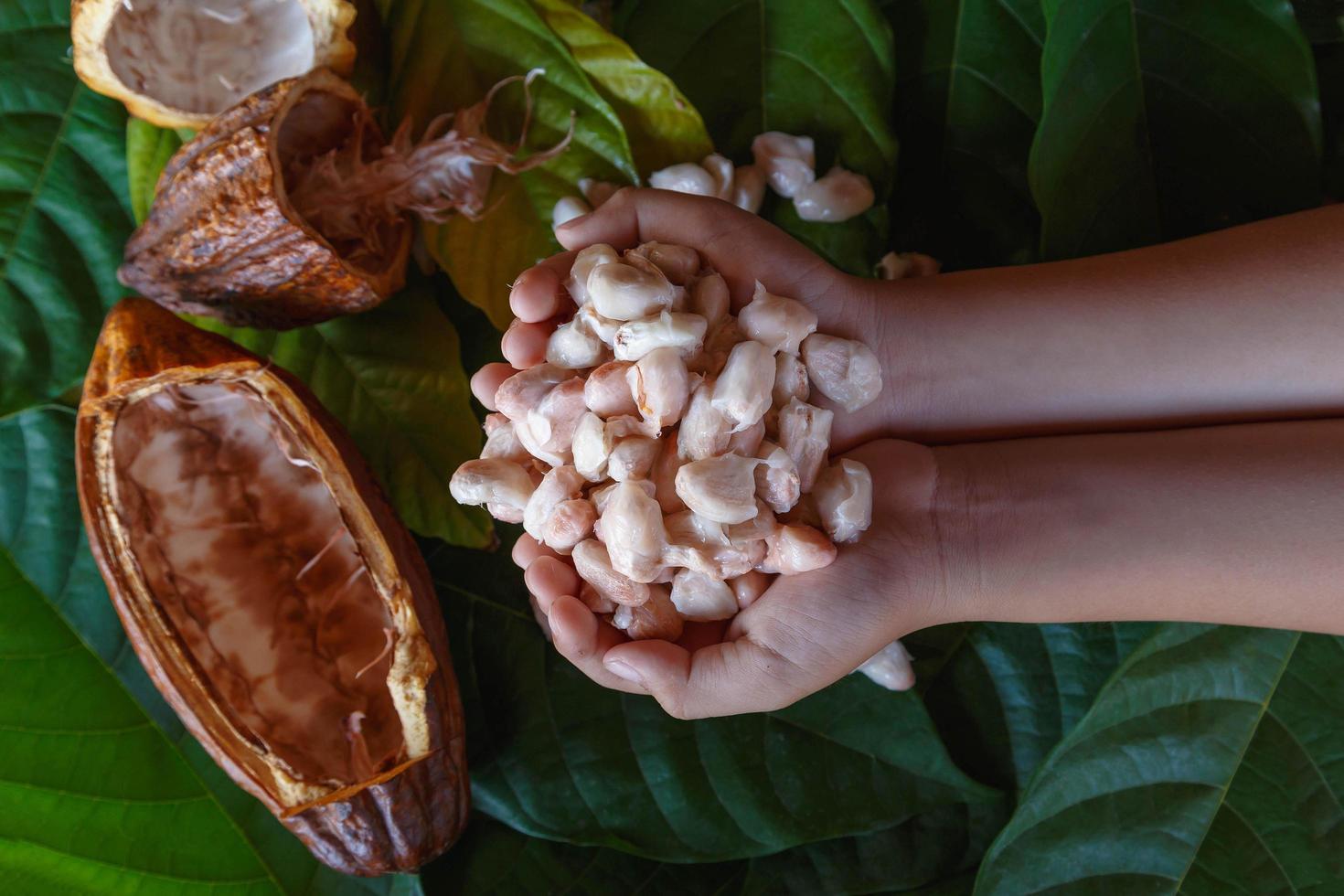 Fresh cocoa beans in hand photo