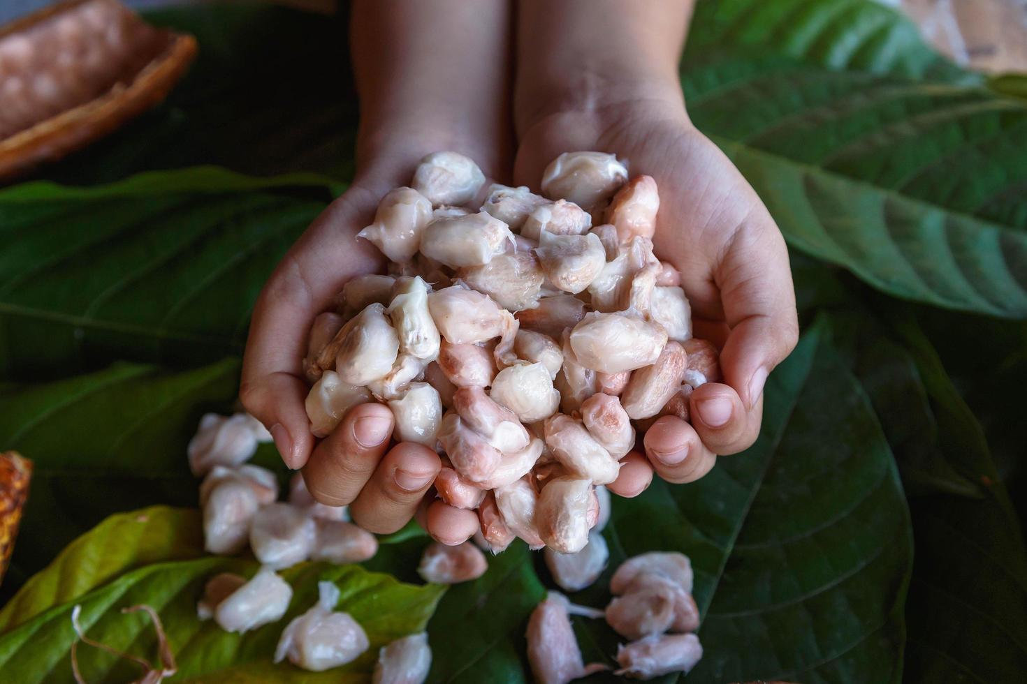Fresh cocoa beans in hand photo
