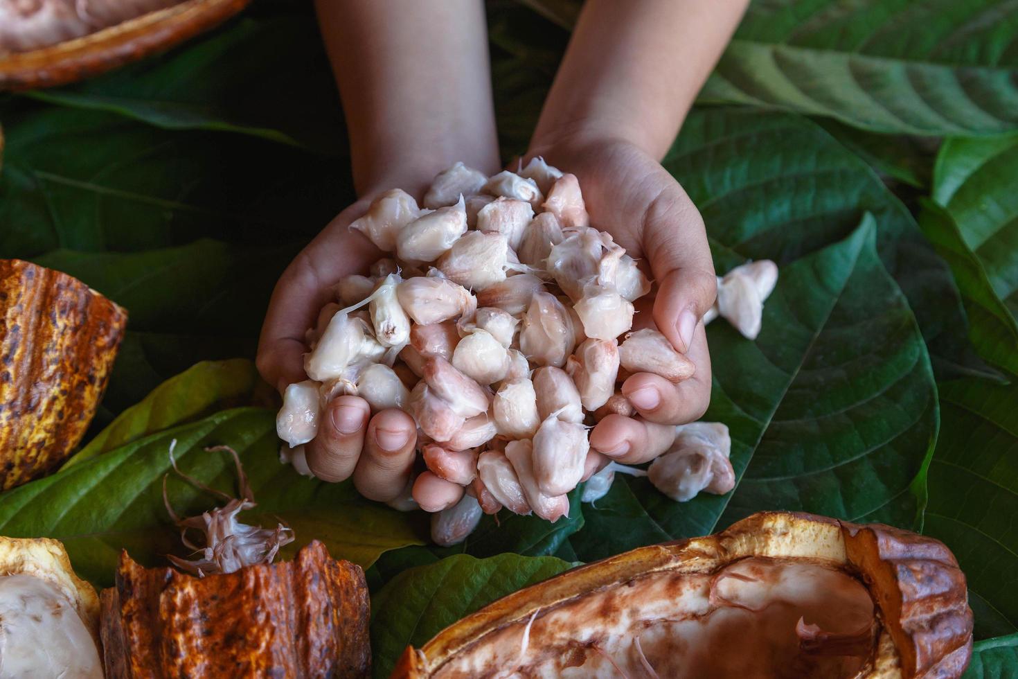 Fresh cocoa beans in hand photo