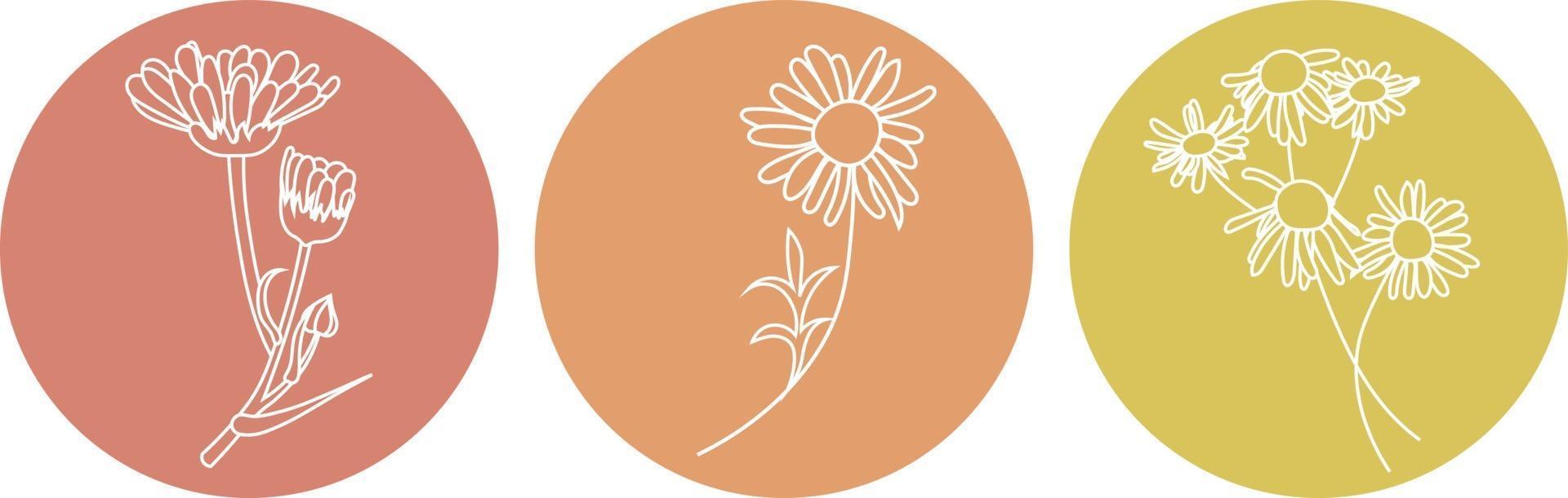 Vector icons for related stories. Chamomile and calendula white line.