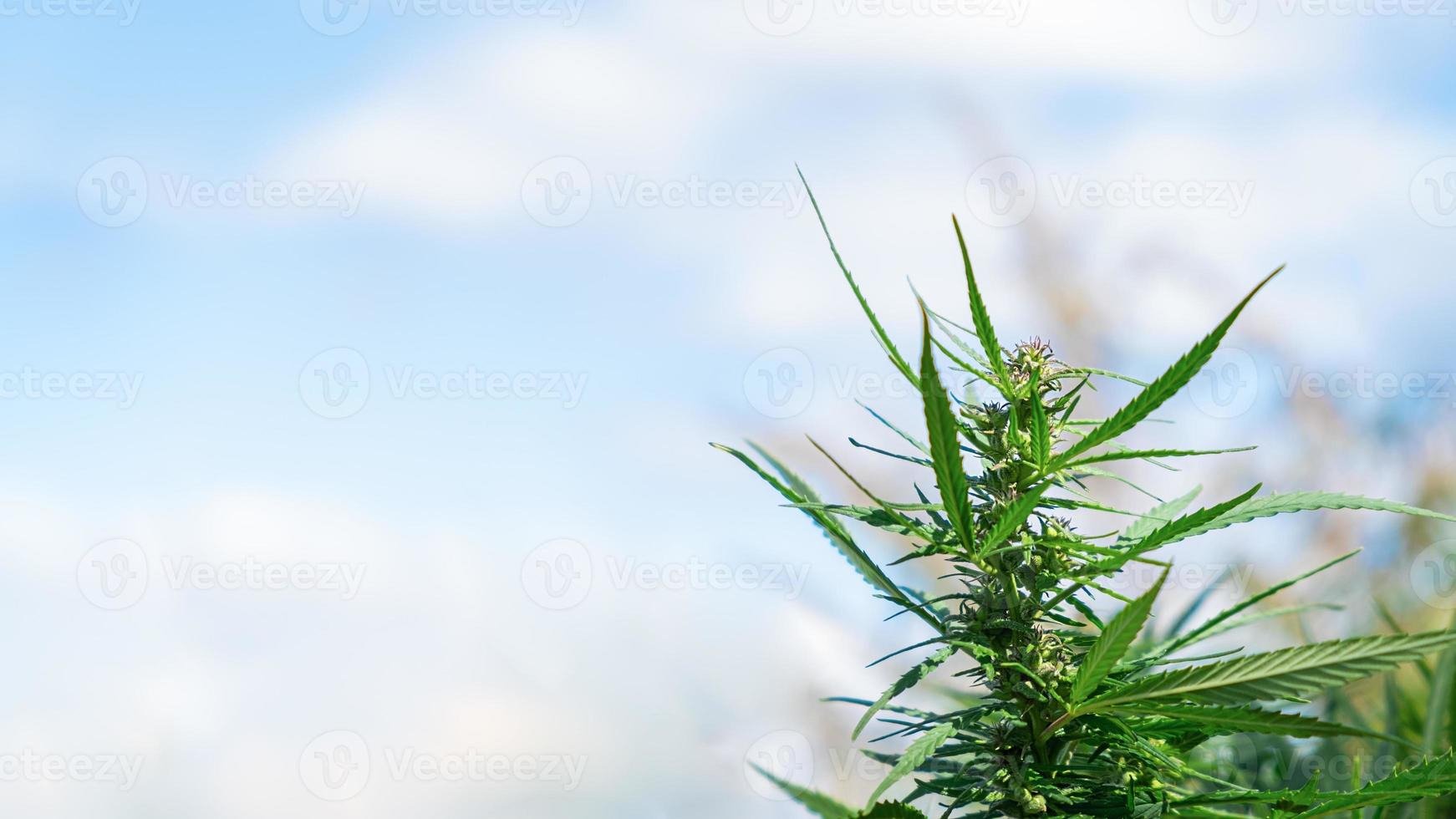 Cannabis plant with copy space photo