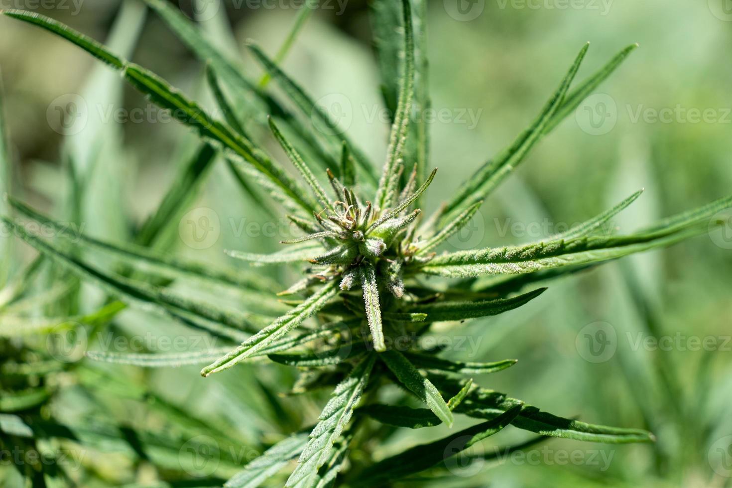 Green cannabis plant photo