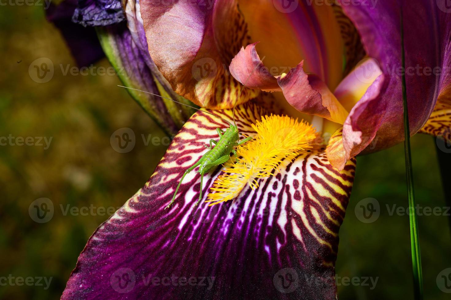 Closeup of a green grasshopper on an iris flower photo