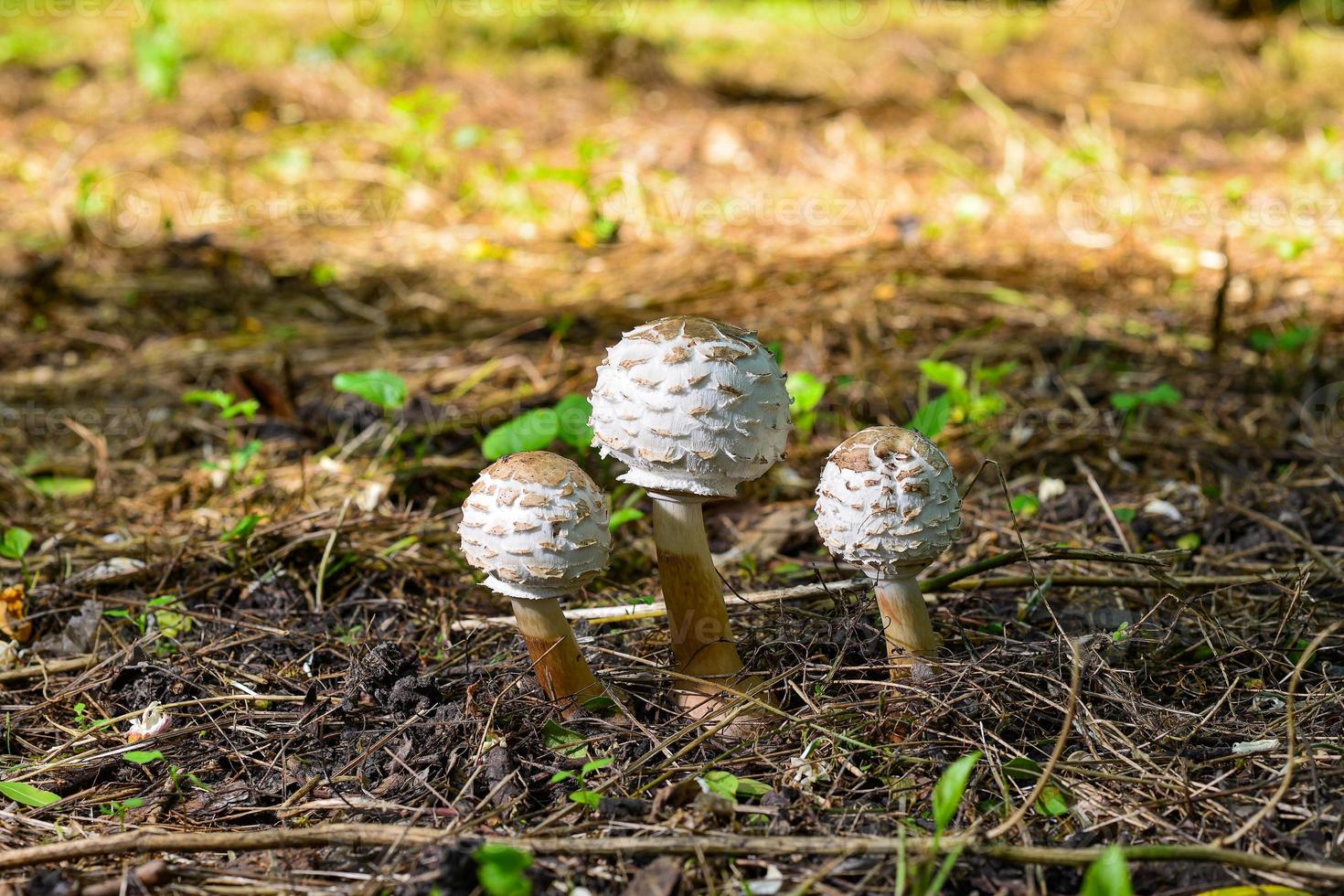 paraguas de setas jóvenes en el bosque foto