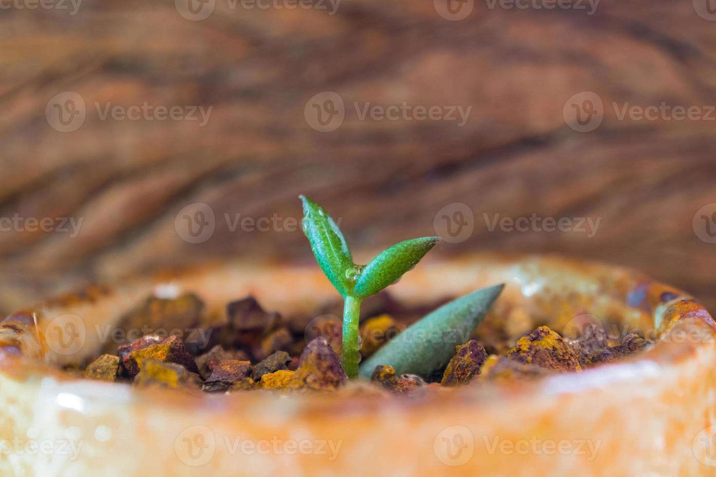 Hoja de yema de pequeña planta suculenta que crece sobre la grava de laterita foto