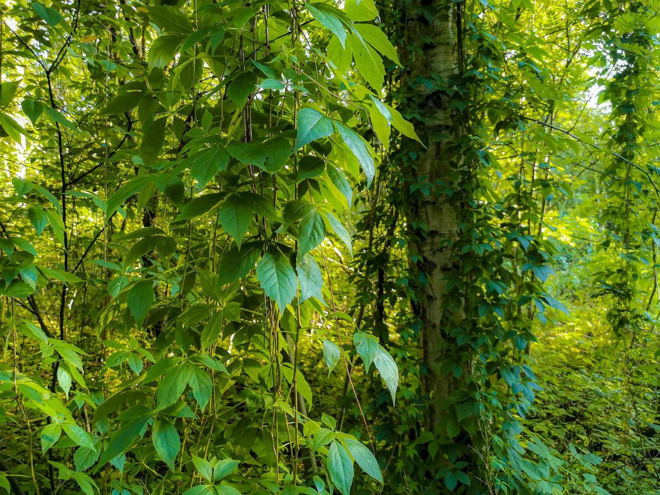 plantas trepadoras cuelgan de los abedules en el bosque. foto