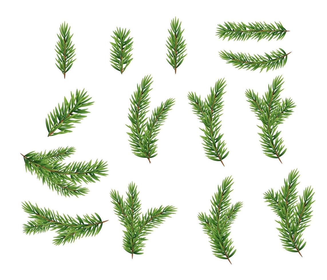 conjunto de colección de ramas de abeto realistas para árbol de Navidad, pino. vector