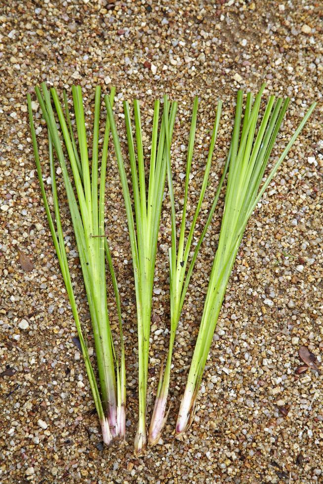 Lemon grass put on sand in sun light photo