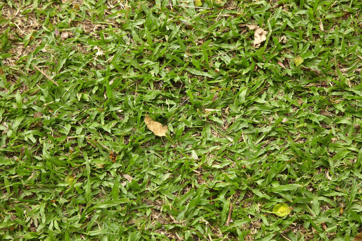 Background from big leaf grass in sun light photo