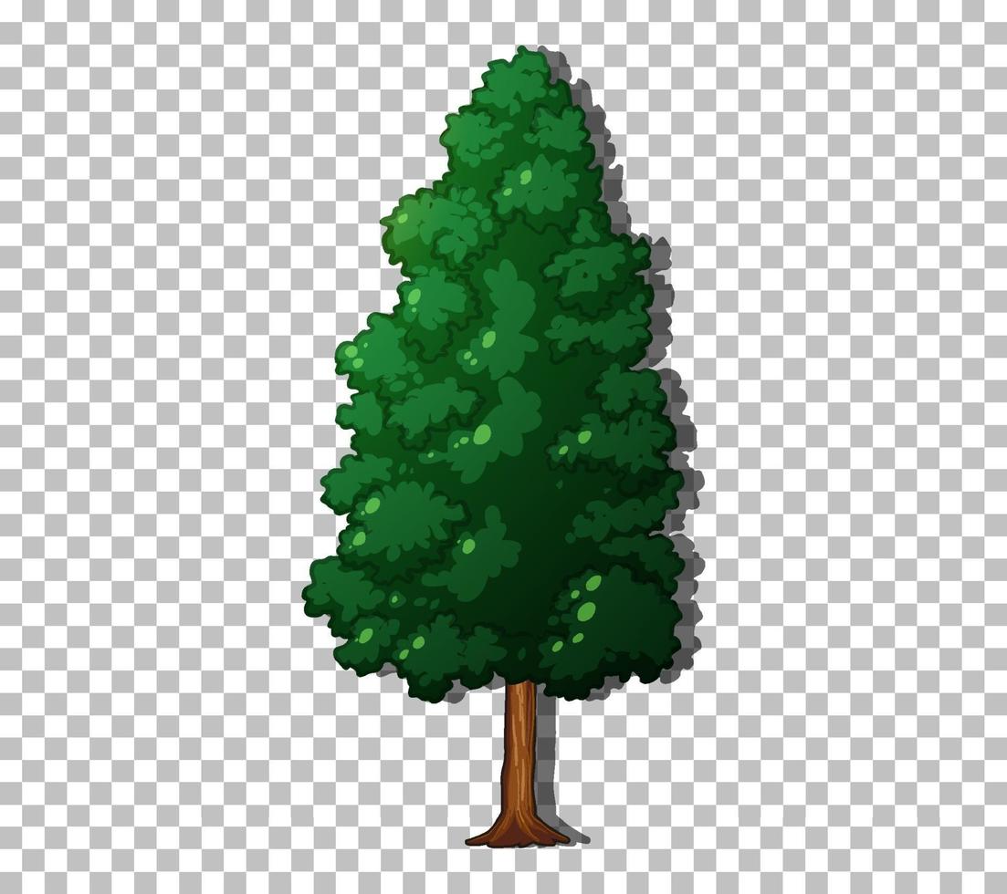 un árbol de hoja perenne vector