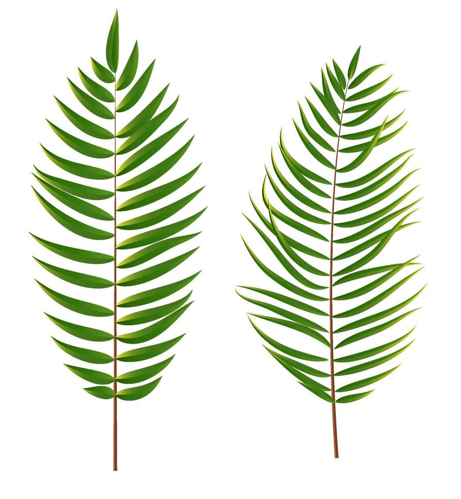 silueta de hoja de palmera aislada sobre fondo blanco vector