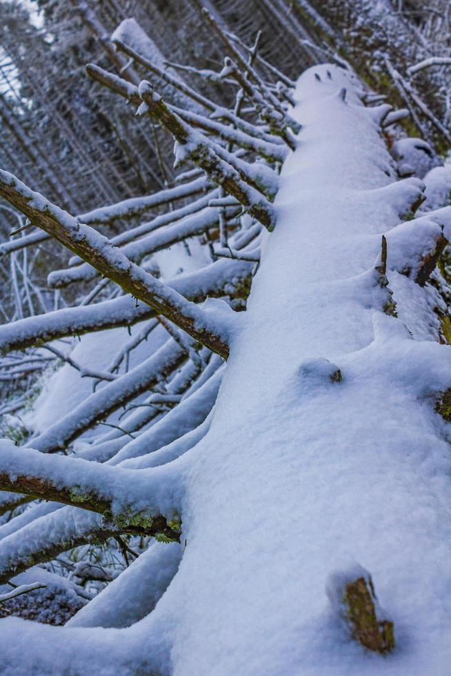 Morir bosque plateado nevado en el paisaje de la montaña brocken harz alemania foto