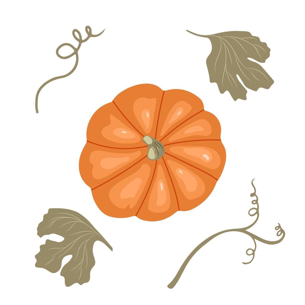 Pumpkin with stems and leaves isolated on white background. vector