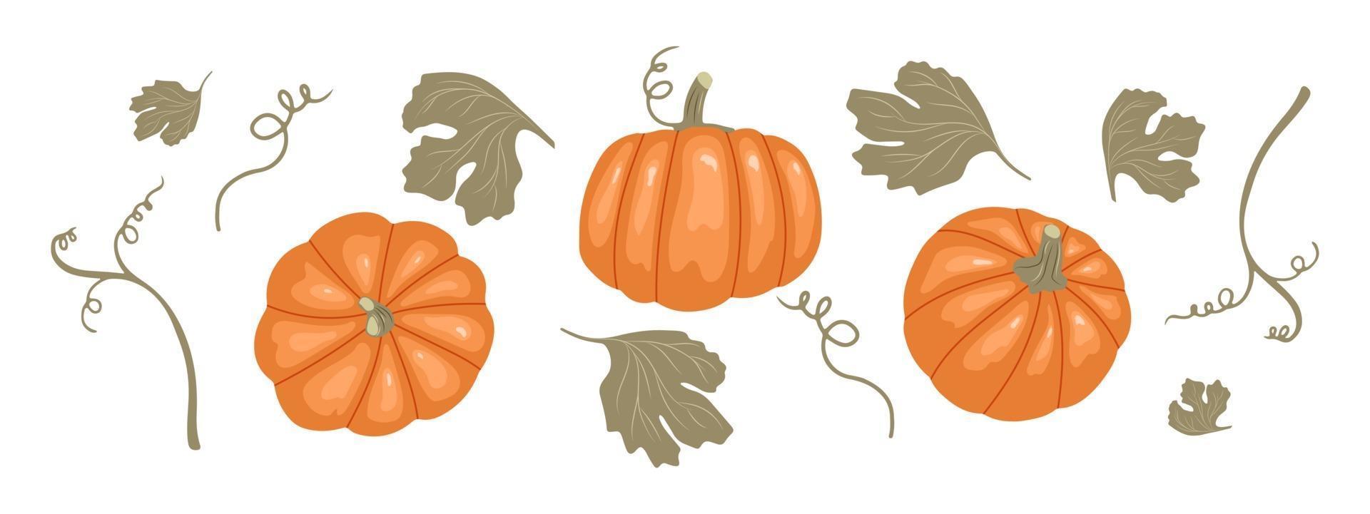 Pumpkin set with stems and leaves. Top, front and side views vector