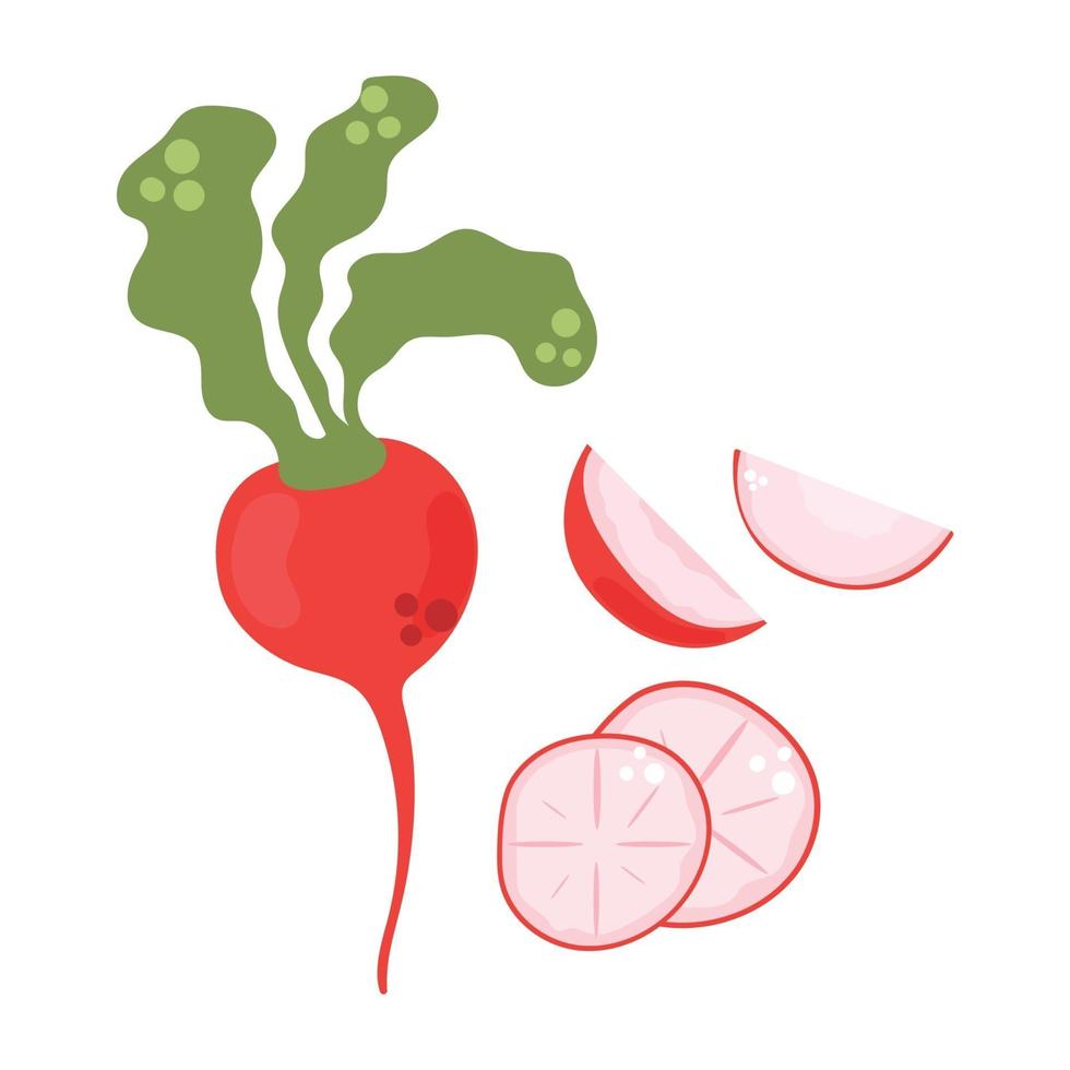 Hand drawn radish, slices, root. Flat illustration. vector