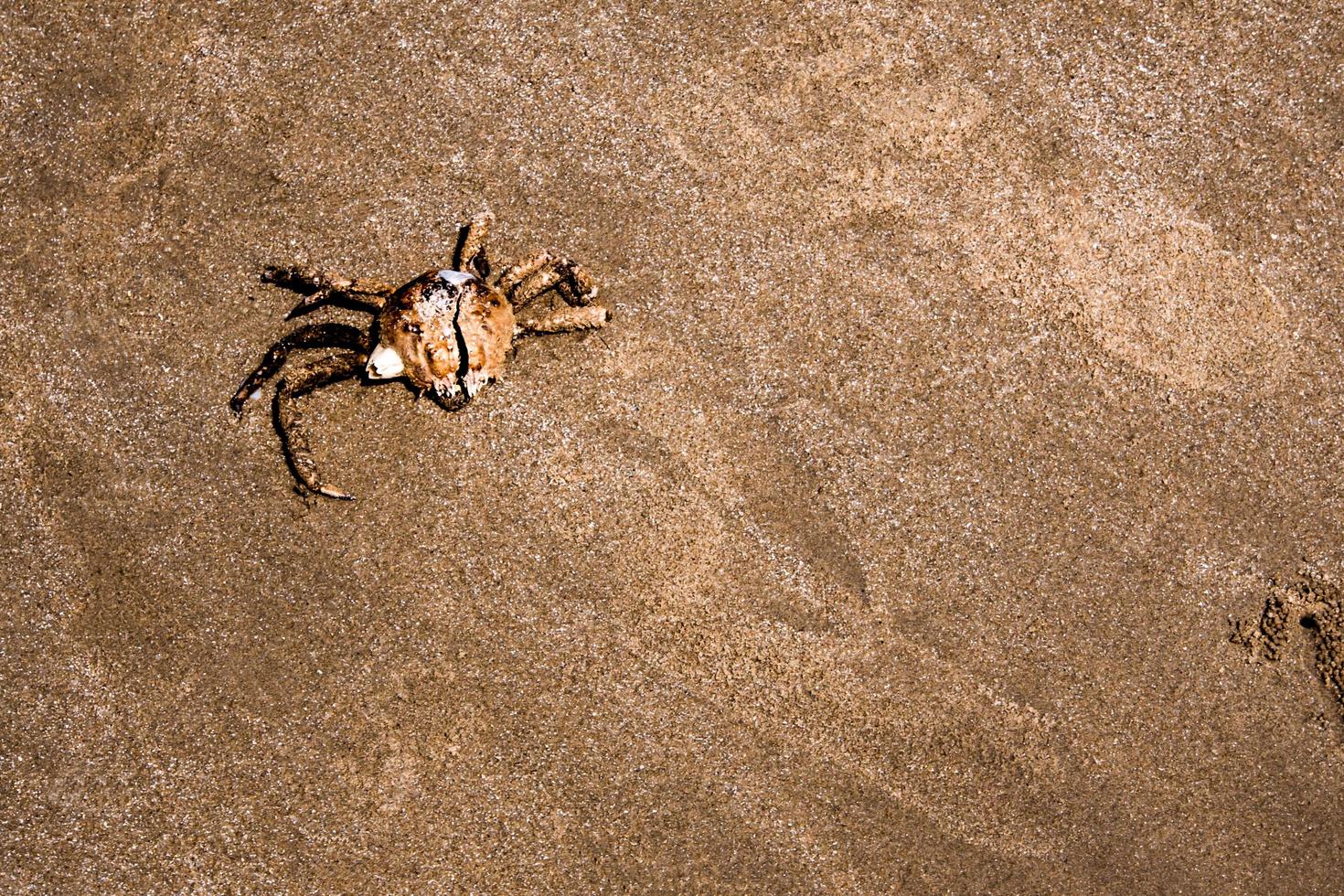 The dried Red Frog Crab on beach photo