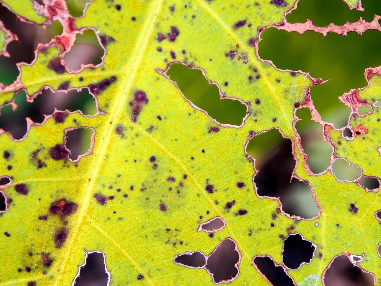 The bite worm holes on leaves photo