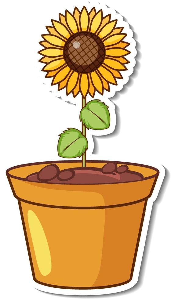 A sunflower in a pot sticker vector