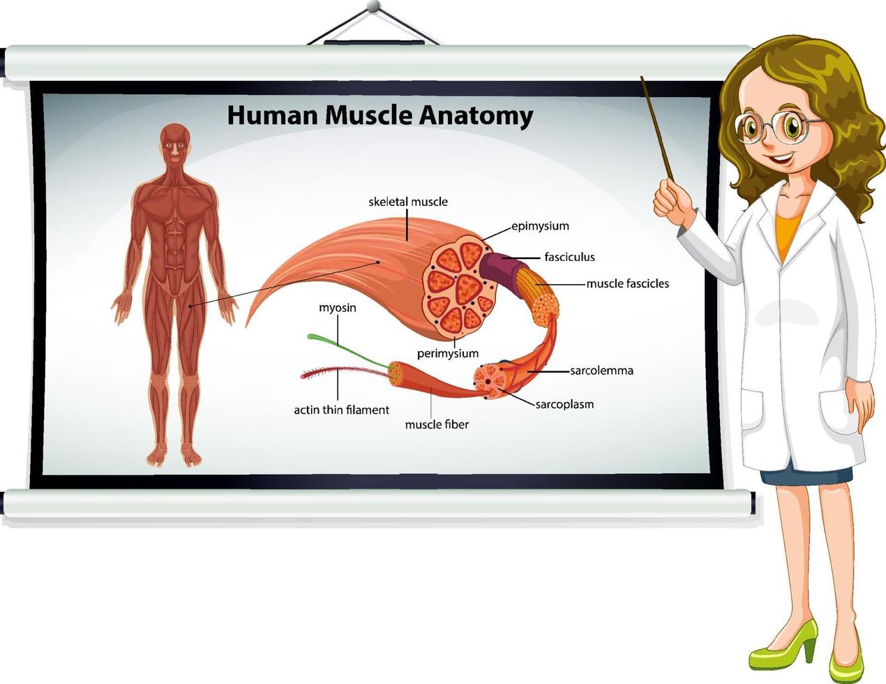 anatomía del músculo humano con anatomía del cuerpo vector