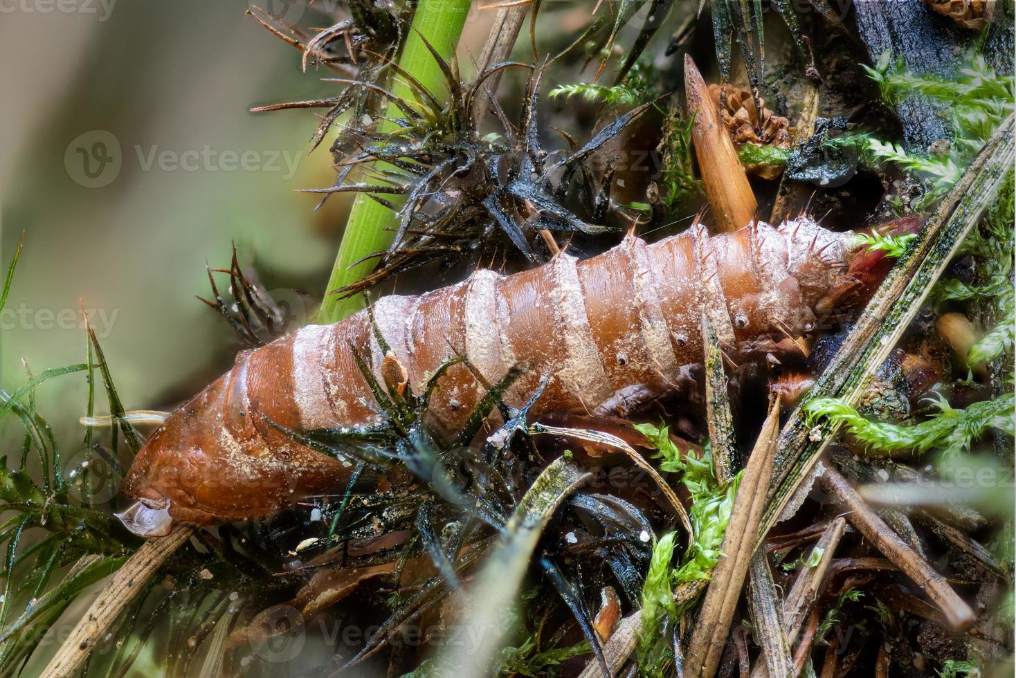 Close-up de una concha de pupas de polilla vacía entre musgo y agujas de pino foto