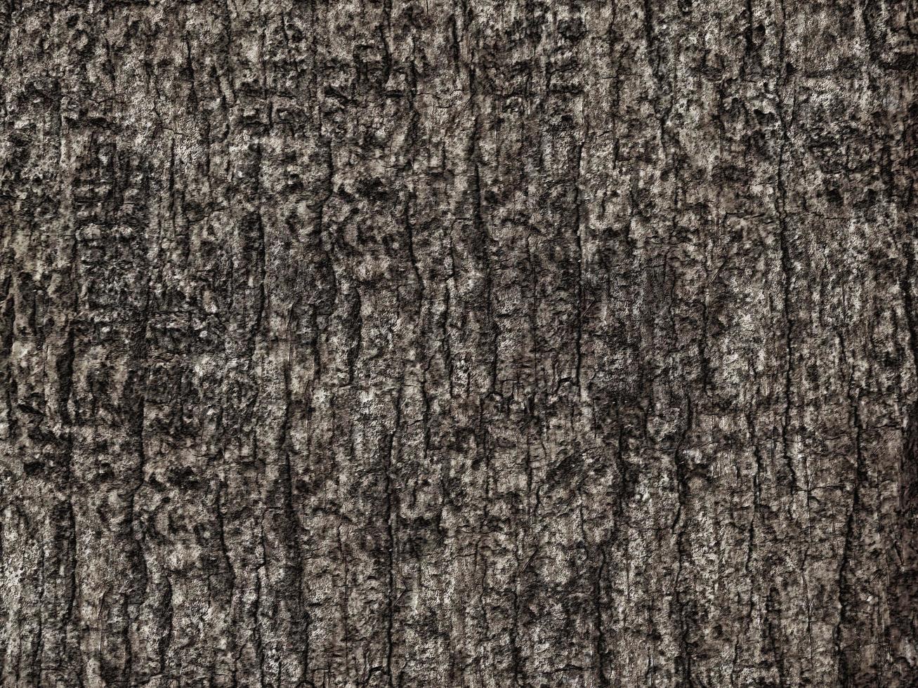 textura de madera oscura en el jardín foto