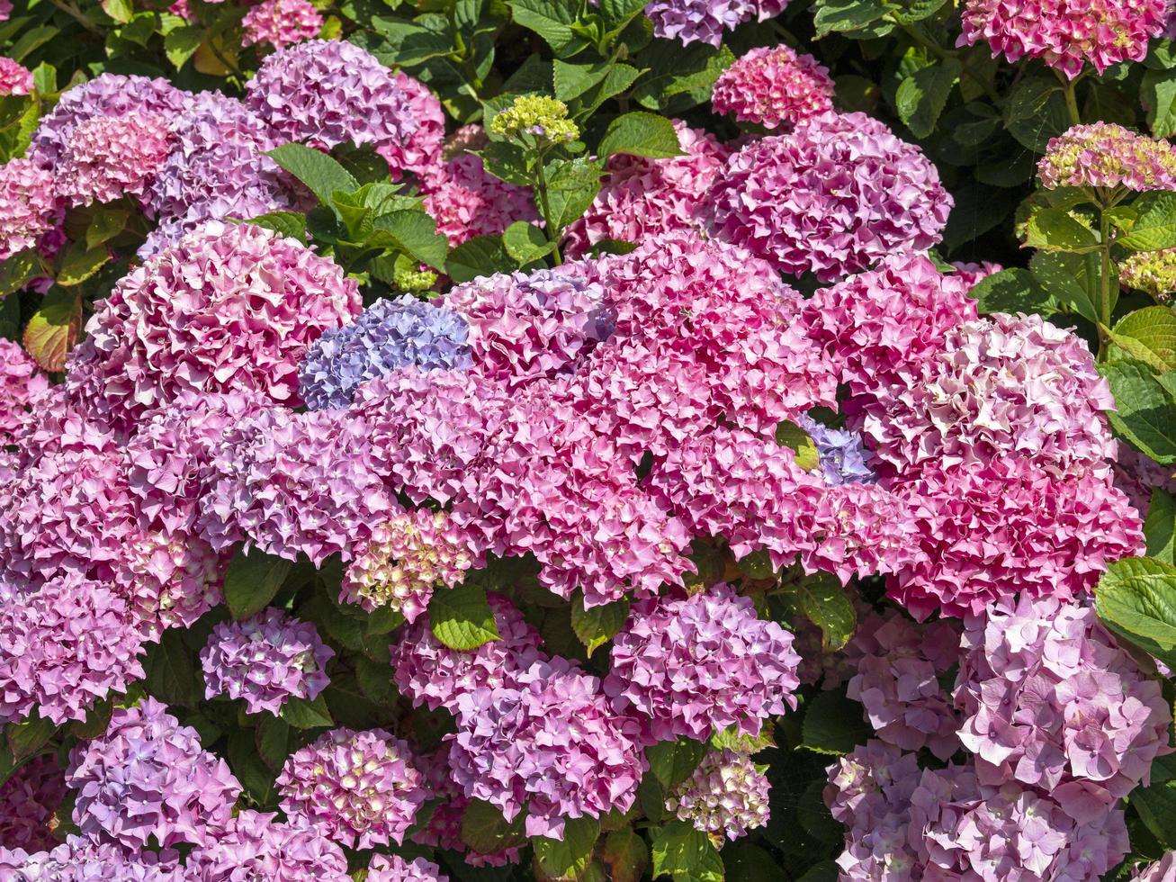 arbusto de hortensias con flores rosas, azules y lilas foto